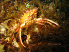 gorgonie